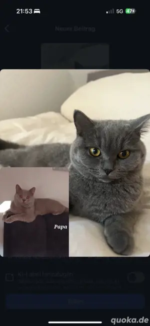 Wurfankündigung Britisch Kurzhaar Kitten 