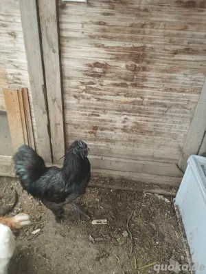 seidenhahn mix zu verschenken