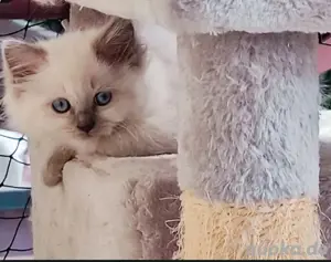 Heilige Birma Kitten, männlich, lilac 
