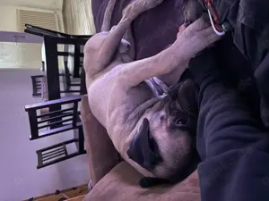Bullmastiff 