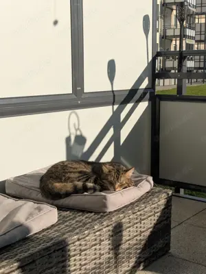 2 EKH Kater ab zu geben 
