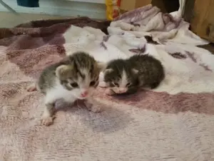 Wunderschöne Mai Kitten 5 Stück Euro  Kurzhaar bitte Lesen 3 sind schon vergeben.