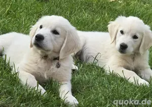 Traumhaft schöne Golden Retriever Welpen   