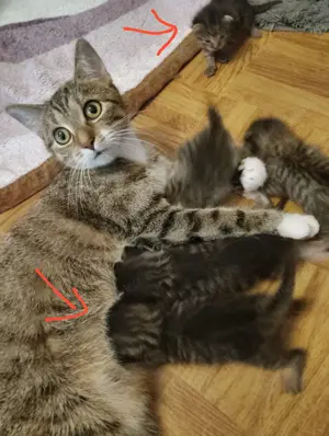 Wunderschöne Mai Kitten 5 Stück Euro  Kurzhaar bitte Lesen 3 sind schon vergeben.