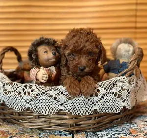 Toypudel asiatisch XXS