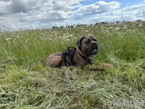 junger Cane Corso formentino rüde