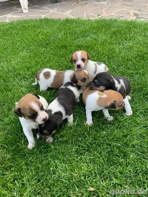 Jack Russell Terrier Welpen 