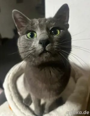 Russisch Blau Kater reinrassig