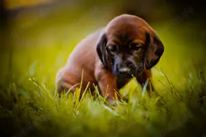 Bayrische Gebirgsschweißhundwelpen 