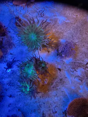 Korallen Meerwasser Bild 8