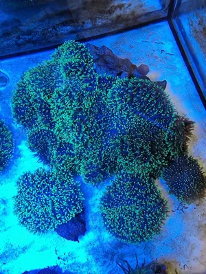 Korallen Meerwasser Bild 7