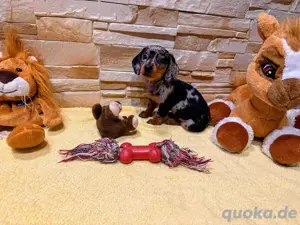 hunde -hundin 