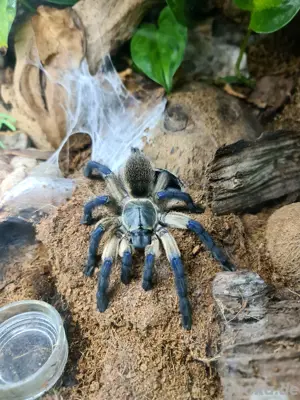 cc.exotix Exotische Spinnen hautnah erleben   