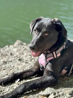 Sanfter Riese Fido hat eine Neubeschreibung