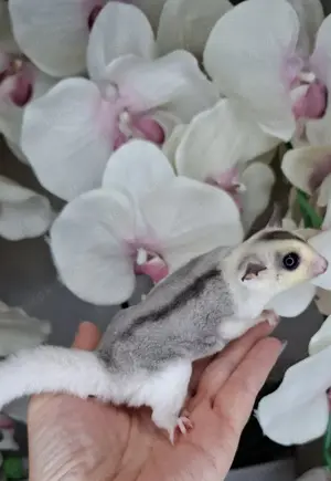 Sugar glider männlich 