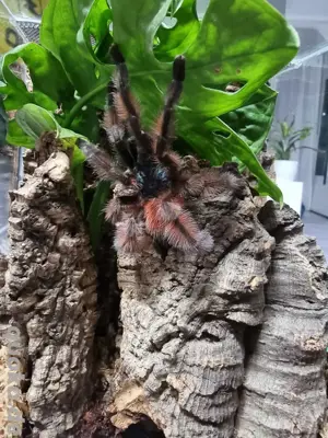 Caribena Versicolor 1.0 Vogelspinne