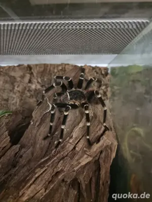 Acanthoscurria geniculata 1.0 Vogelspinne 