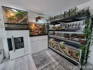 Vogelspinnen Gecko Schlangen Reptilien Auffangstation
