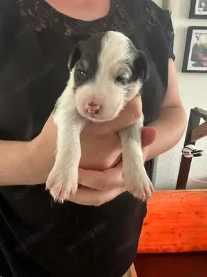 Mini Australian Shepherd Welpen 