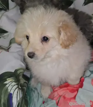 Pomeranian Zwergspitz welpe Mädchen. 