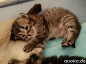 Langhaar Siam Kitten 