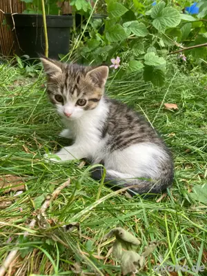 Kätzchen Kitten abzugeben: Drei kleine Kater suchen ein neues liebevolles Zuhause