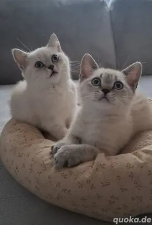 BKH Kitten in liebevolle Hände abzugeben AB SOFORT 