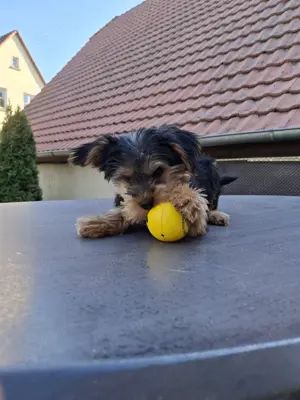 Yorkshire Terrier (männlich) sucht ein liebevolles, neues Zuhause