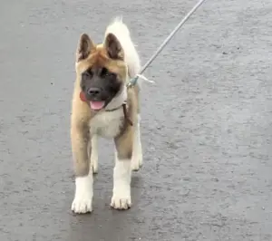 welpe american akita 