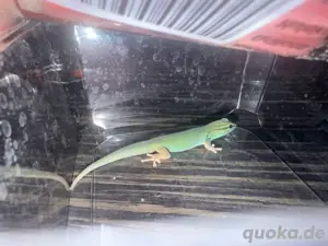 Himmelblauer-Zwergtaggecko