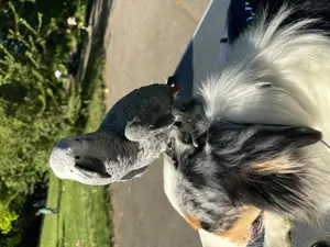 Kongo graupapagei Henne 1 Jahr 