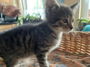 3 kleine Katzen suchen Zuhause