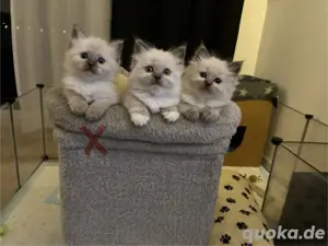 Heilige Birma Kitte reinrassig