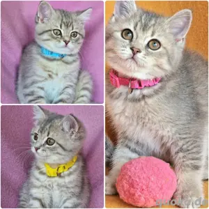 Bkh Kitten mit Stammbaum Abgabebereit 