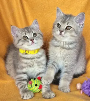 Bkh Kitten mit Stammbaum Abgabebereit 