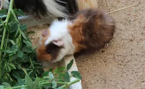 Junge Meerschweinchen Bock
