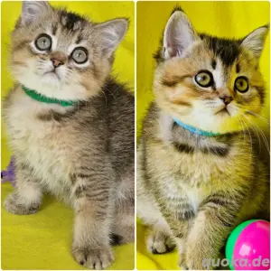 Bkh Kitten mit Stammbaum Abgabebereit 