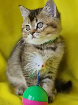 Bkh Kitten mit Stammbaum Abgabebereit 