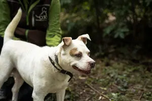 Berni, z.Z. in Ungarn, sie ist eine verschmuste Rüdin