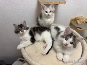 Unser toller E Wurf darf ab sofort besucht und reserviert werden 