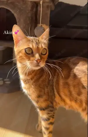 Bengalkatze Akira
