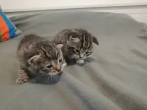 Reinrassige Britisch Kurzhaar Kitten ( BKH ) Silber Tabby # geb. 12.05.2025
