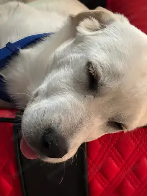 Labrador Mix Bild 2