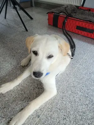 Labrador Mix Bild 3