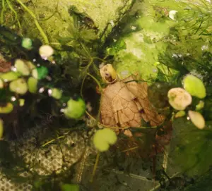 Gebe meine Schildkröte ab