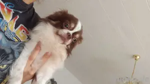 Tyson der Chihuahua sucht ein liebevolles Zuhause  Bild 4