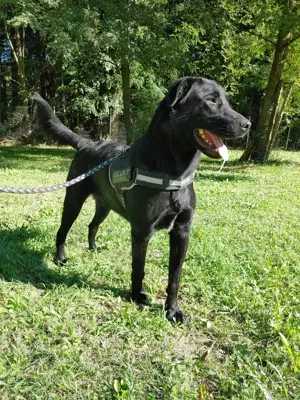 Shakir großer Labrador Mischlingsrüde Mischling Rüde sucht Zuhause oder Pflegestelle Bild 5