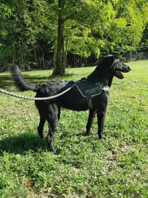 Shakir großer Labrador Mischlingsrüde Mischling Rüde sucht Zuhause oder Pflegestelle Bild 7