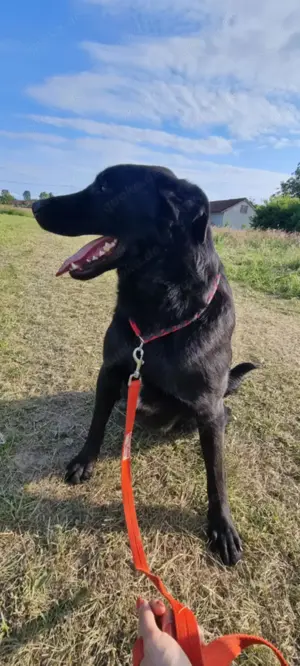 Shakir großer Labrador Mischlingsrüde Mischling Rüde sucht Zuhause oder Pflegestelle Bild 4