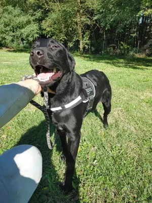 Shakir großer Labrador Mischlingsrüde Mischling Rüde sucht Zuhause oder Pflegestelle Bild 6